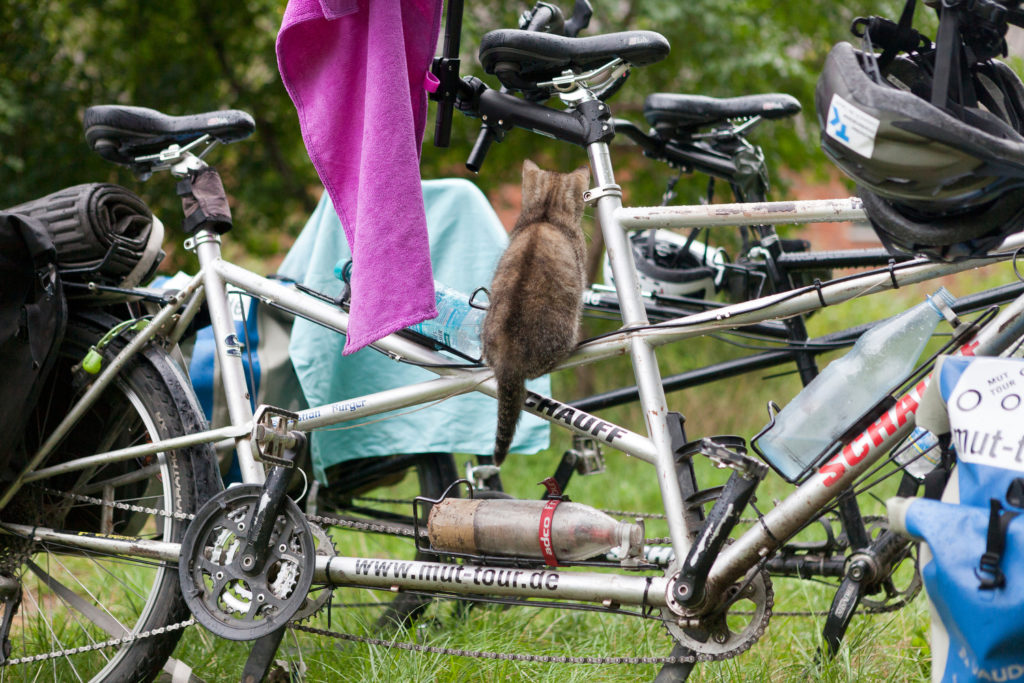 Katze auf Tandem