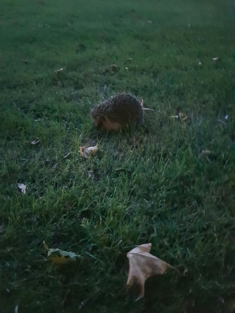 Igel-auf-Wiese-Natur Igel-Entdeckung an einem Übernachtungsort der MUT-TOUR 2019