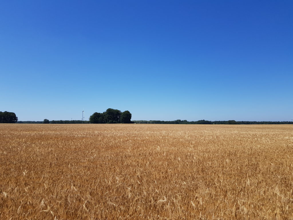 Weizenfeld-am-Wegesrand Weizenfeld entlang der Fahrradtour
