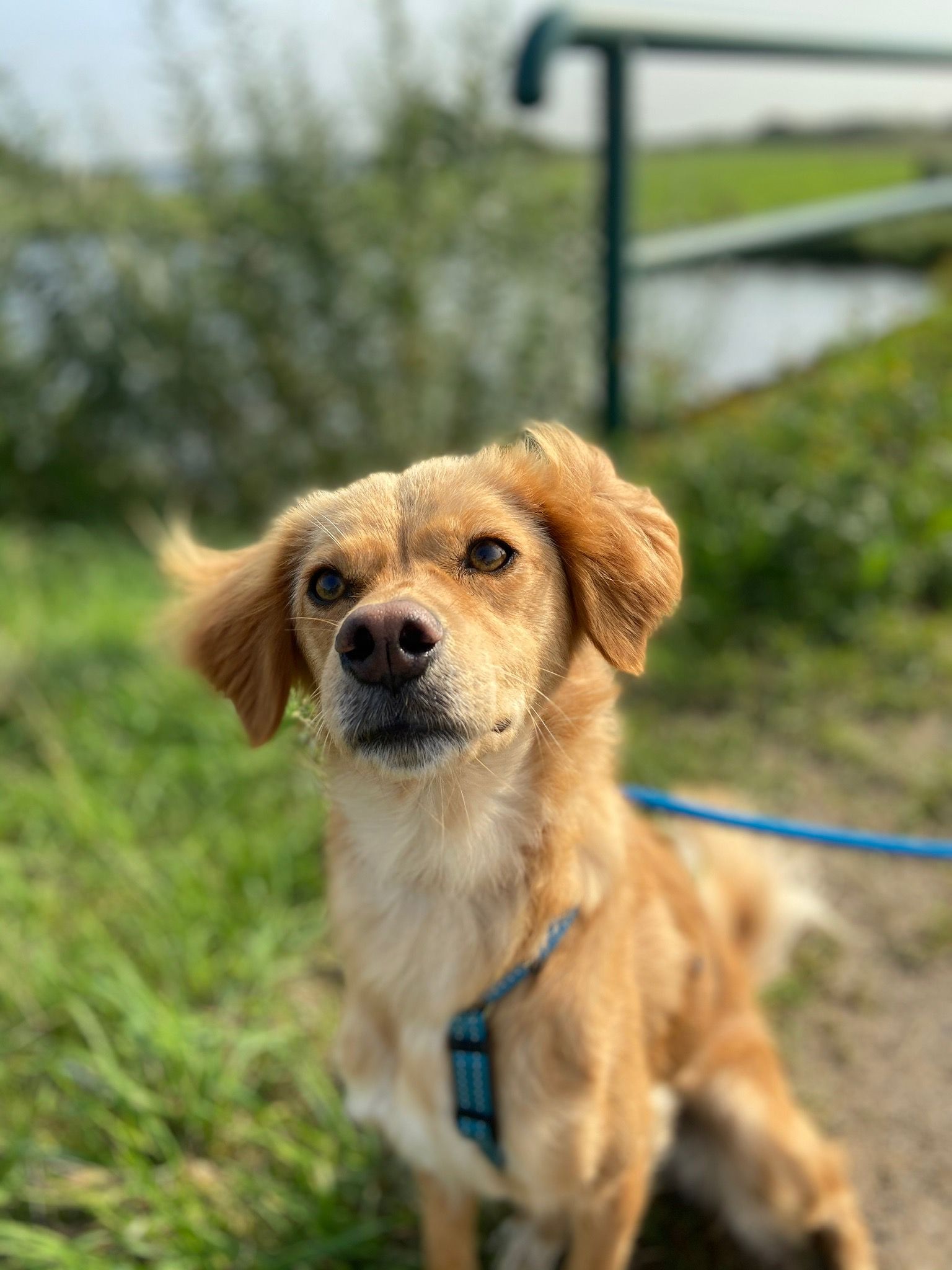 Hund Jua von Projektleitungsmitarbeiterin Annika